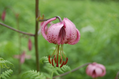 Lilium martagon