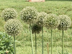 Allium giganteum