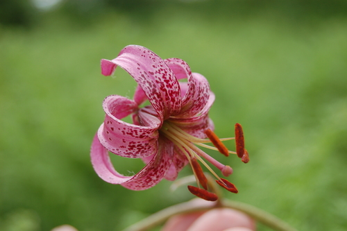 Lilium martagon