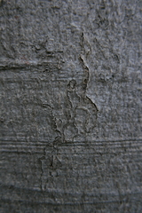 Zimmermannia liebwerdella