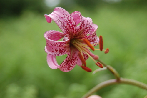 Lilium martagon
