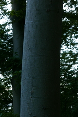 Zimmermannia liebwerdella