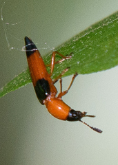 Languria trifasciata