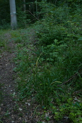 Hordelymus europaeus