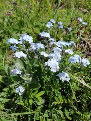Myosotis alpestris