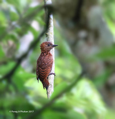 Micropternus brachyurus