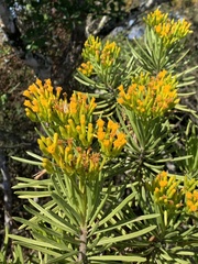 Senecio barbertonicus