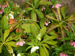 Helleborus purpurascens