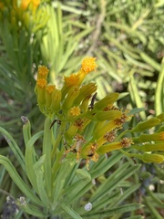 Senecio barbertonicus
