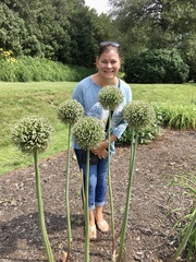 Allium giganteum