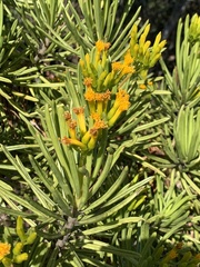 Senecio barbertonicus