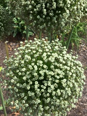 Allium giganteum