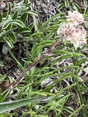 Antennaria dioica