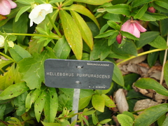 Helleborus purpurascens