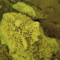 Spongillidae