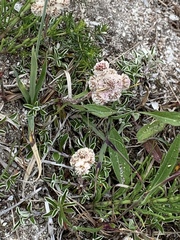 Antennaria dioica