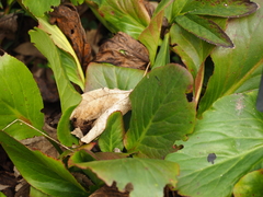 Bergenia stracheyi