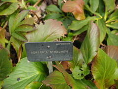 Bergenia stracheyi
