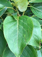 Populus