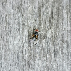 Ceroxys munda