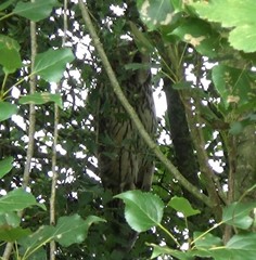 Asio otus