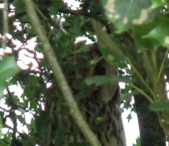 Asio otus