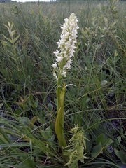 Dactylorhiza incarnata ochroleuca