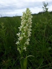 Dactylorhiza incarnata ochroleuca