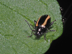 Phyllotreta undulata