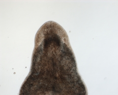 Bothromesostoma personatum