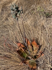 Aloe affinis