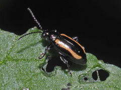 Phyllotreta undulata