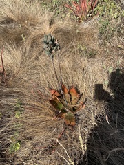 Aloe affinis