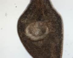 Bothromesostoma personatum