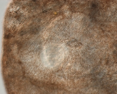 Bothromesostoma personatum