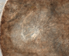 Bothromesostoma personatum