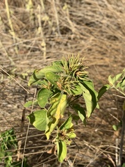 Hypoestes aristata alba