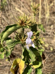 Hypoestes aristata alba