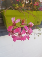 Pelargonium peltatum