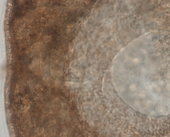 Bothromesostoma personatum