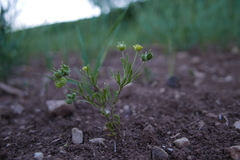 Ranunculus arvensis