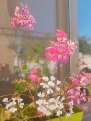 Pelargonium peltatum