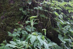 Arisaema tortuosum