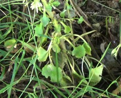 Umbilicus rupestris