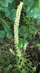 Umbilicus rupestris