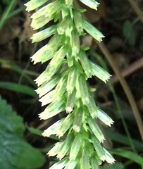 Umbilicus rupestris