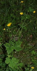 Ranunculus lanuginosus