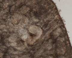 Bothromesostoma personatum