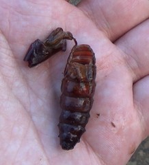 Lepidoptera