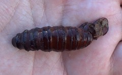 Lepidoptera